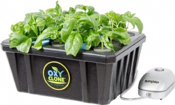  50 Pack Cloning Collars Inserts Premium Grade Foam Better Than Neoprene for Hydroponics Plant Germination in DIY Cloner & Clone	