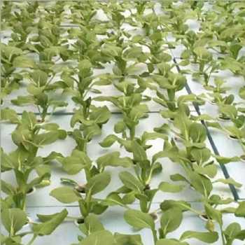  Hydroponic Container Growing Systems Foam Sheet	