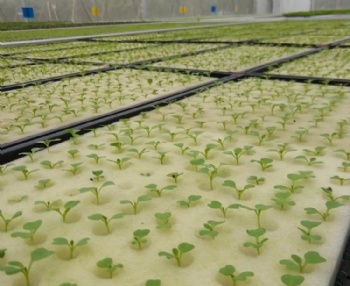  Hydroponic Container Growing Systems Foam Sheet	